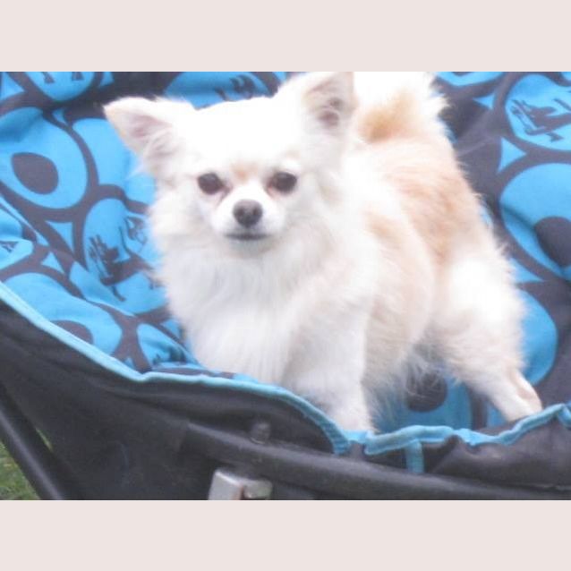 Photo of Roscoe