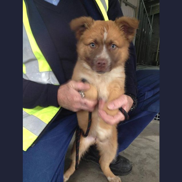 Photo of Wombat (D471)