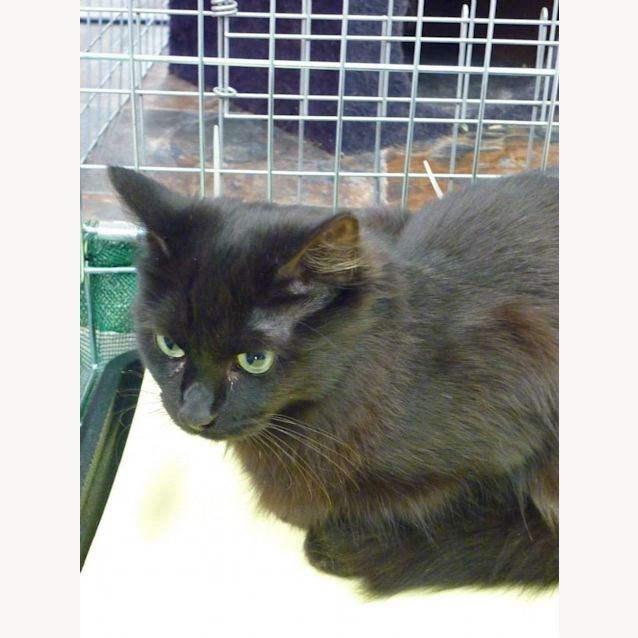 Photo of Gabbe (C469)