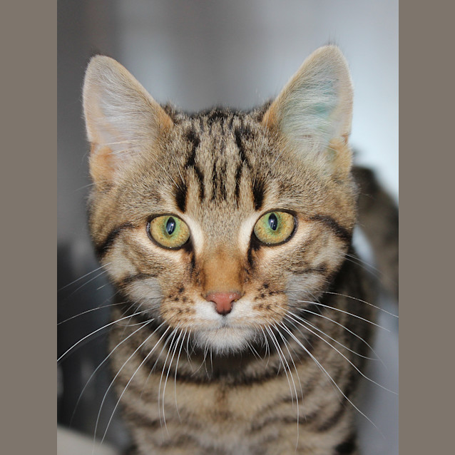 Photo of Pebbles