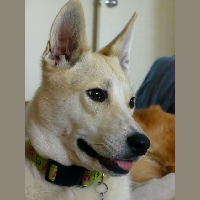Photo of Pippa