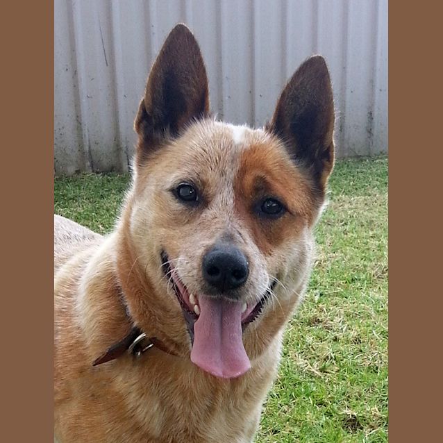 Photo of Ruby