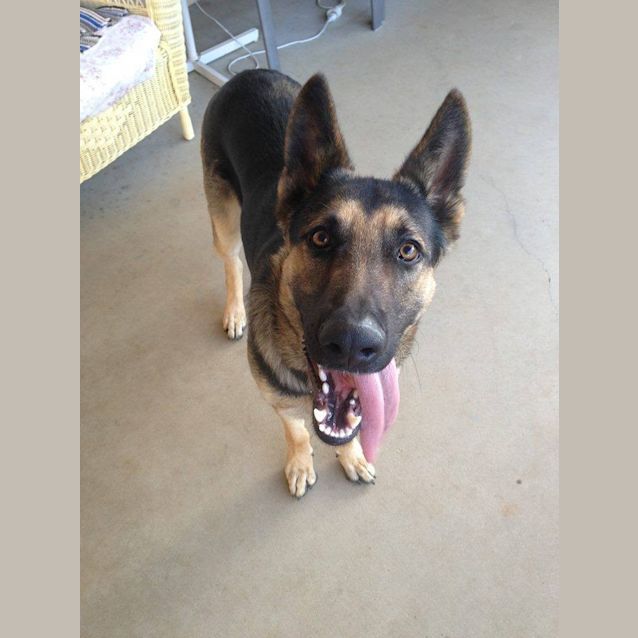 Photo of Dexter