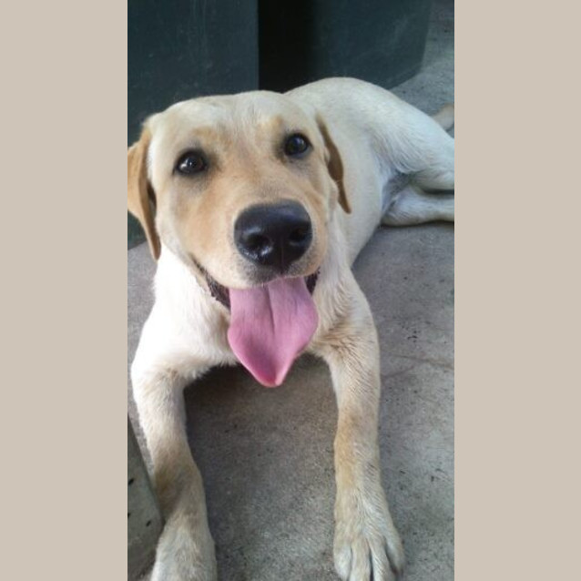 Photo of Ollie