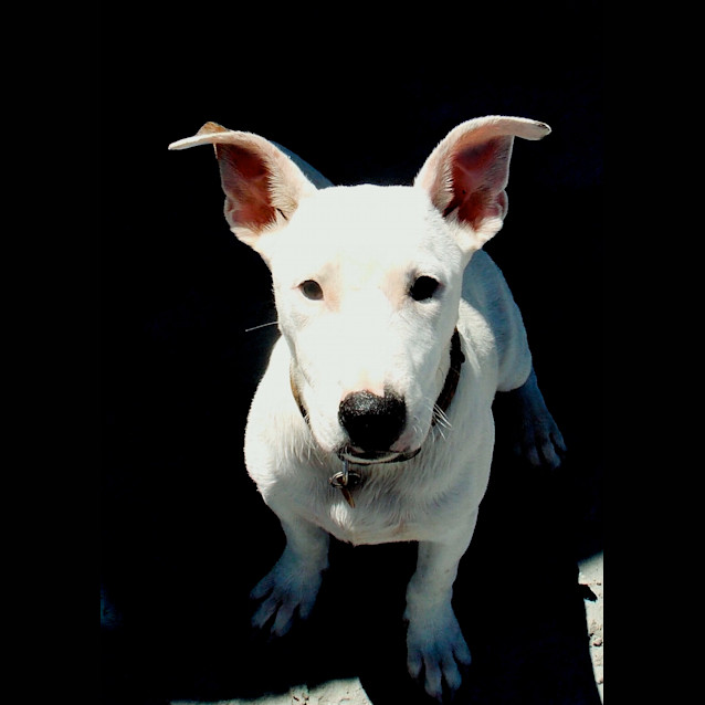 Photo of Smartie