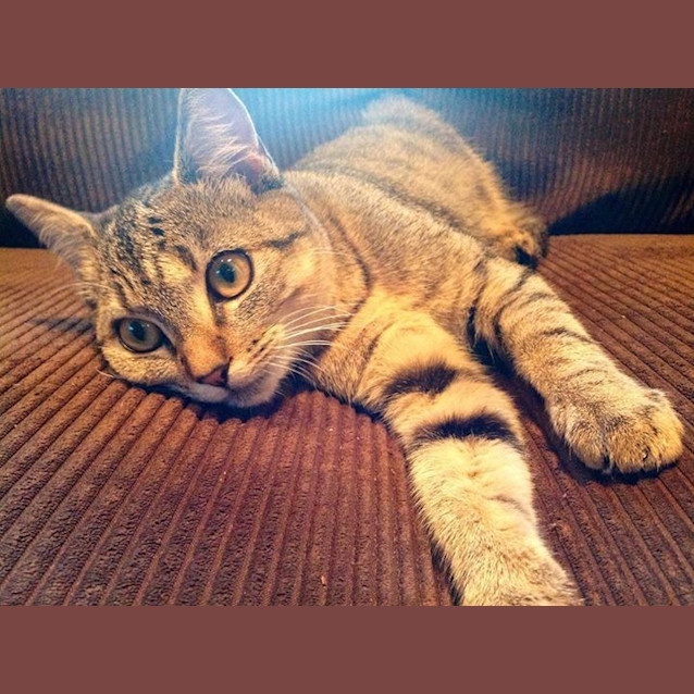 Photo of Amber