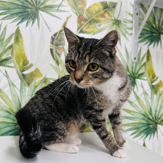 Photo of Little Lady   Located In Malvern East