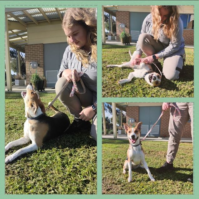 Photo of 🌷 Daisy 🌷C04482