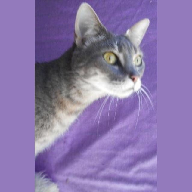 Photo of Misty