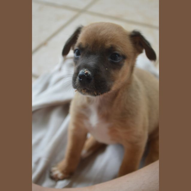 Photo of Bindi