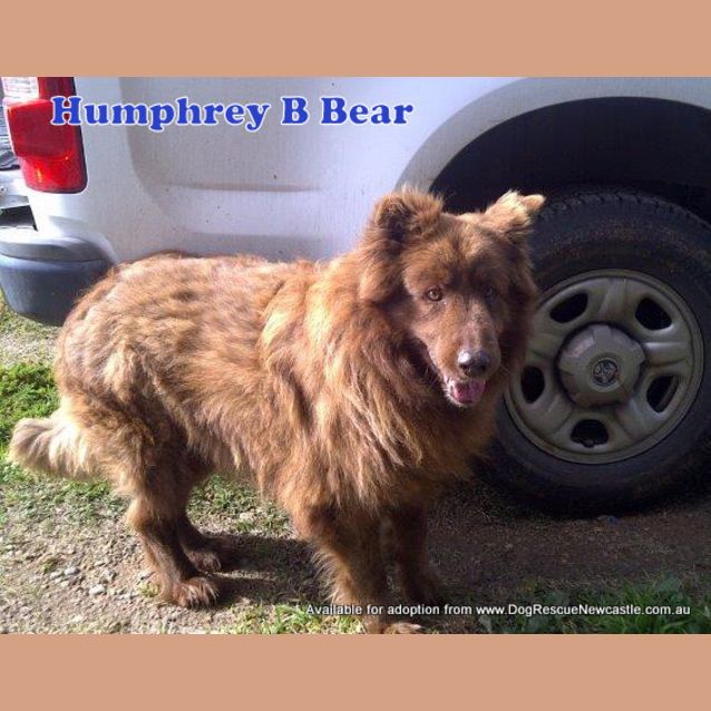 Photo of Humphrey B Beardog (On Trial 29/9/13)