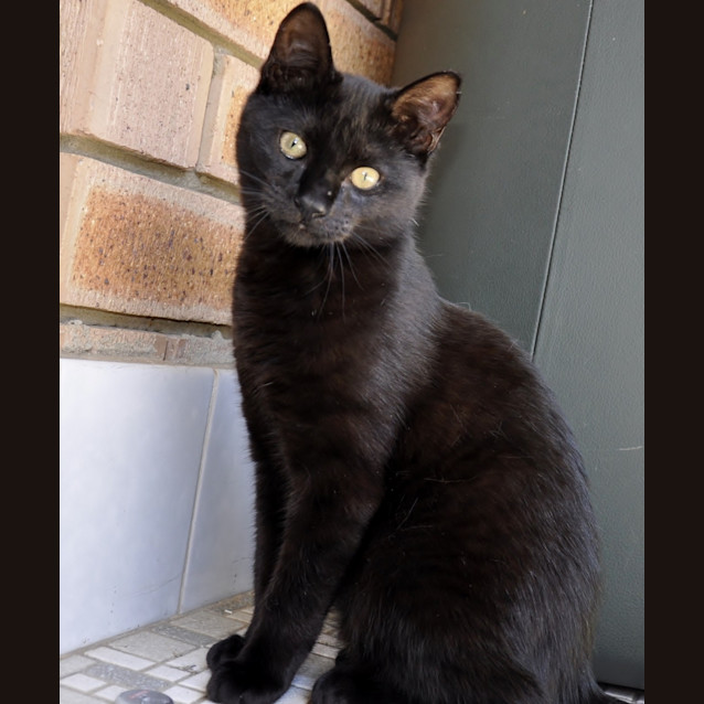 Photo of Merlin