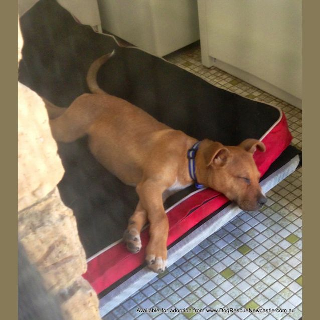 Photo of Puppy Rocco (On Trial 29/9/13)
