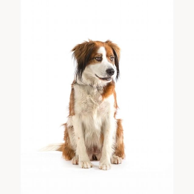 Photo of Marley
