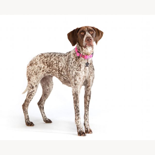 Photo of Coco Pepper
