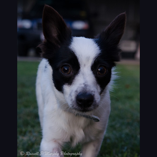 Photo of Blossom *On Trial In Her New Home*