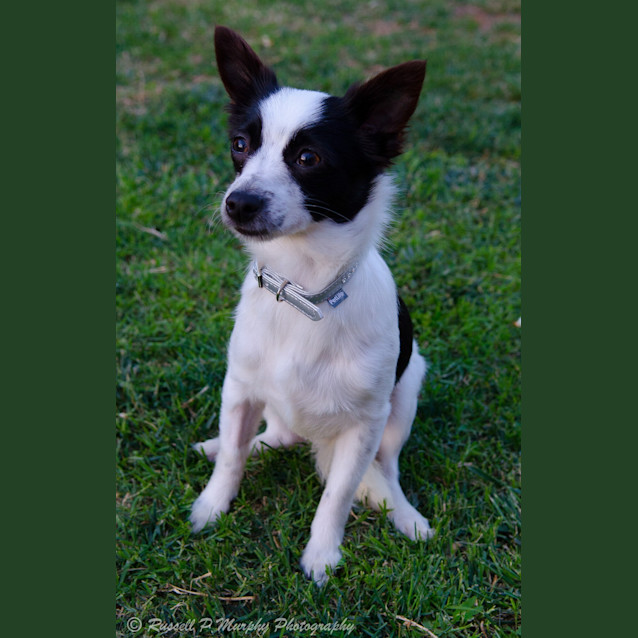 Photo of Blossom *On Trial In Her New Home*