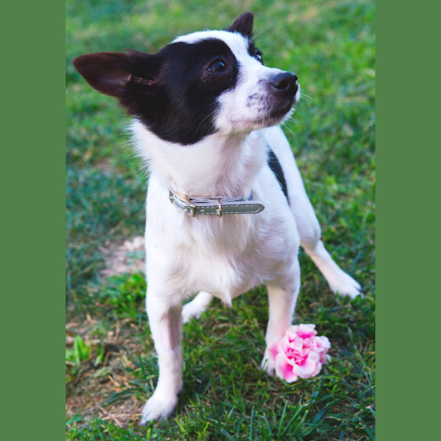 Photo of Blossom *On Trial In Her New Home*