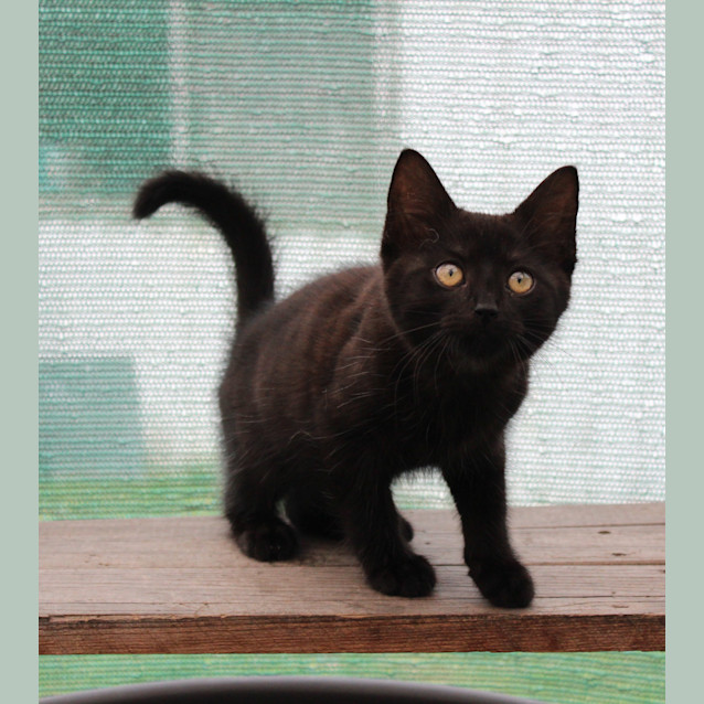 Photo of Goose **2nd Chance Cat Rescue**