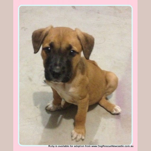Photo of Puppy Ruby (2) (On Hold Pending Adoption 3/10/13)