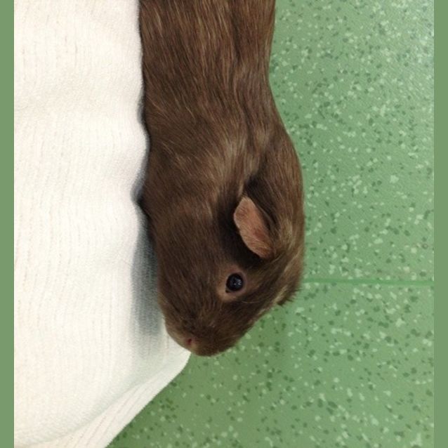 Photo of Ratatouille (Ratty)