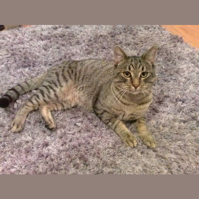 Photo of Ollie (Aka Lover Boy)