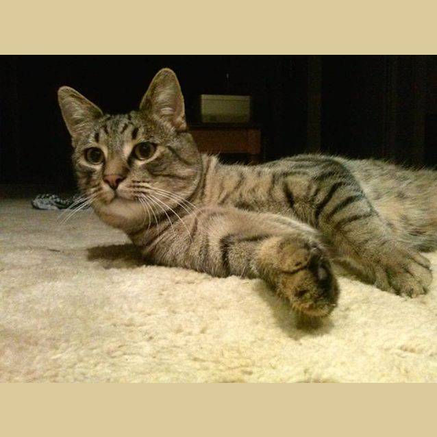 Photo of Ollie (Aka Lover Boy)