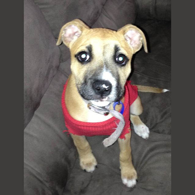 Photo of Puppy Darci (On Trial 29/9/13)