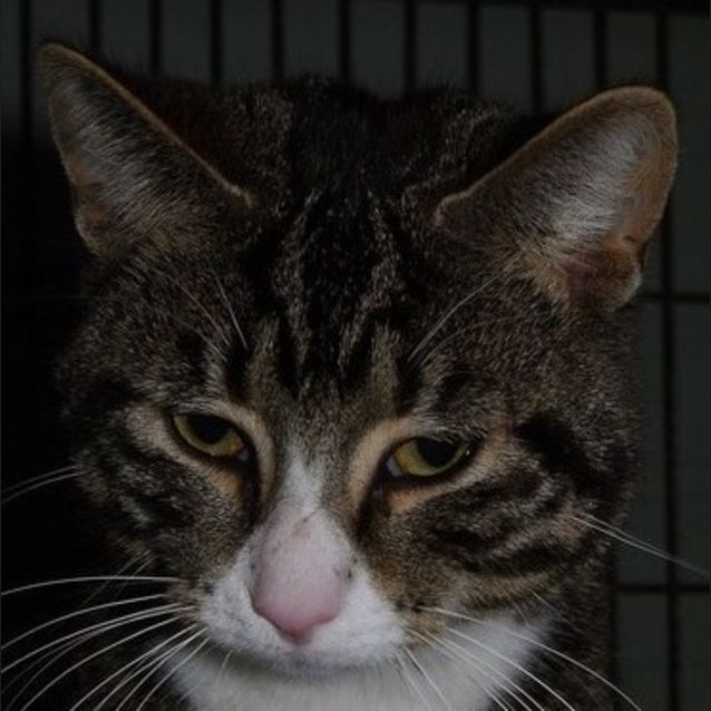 Photo of Amigo
