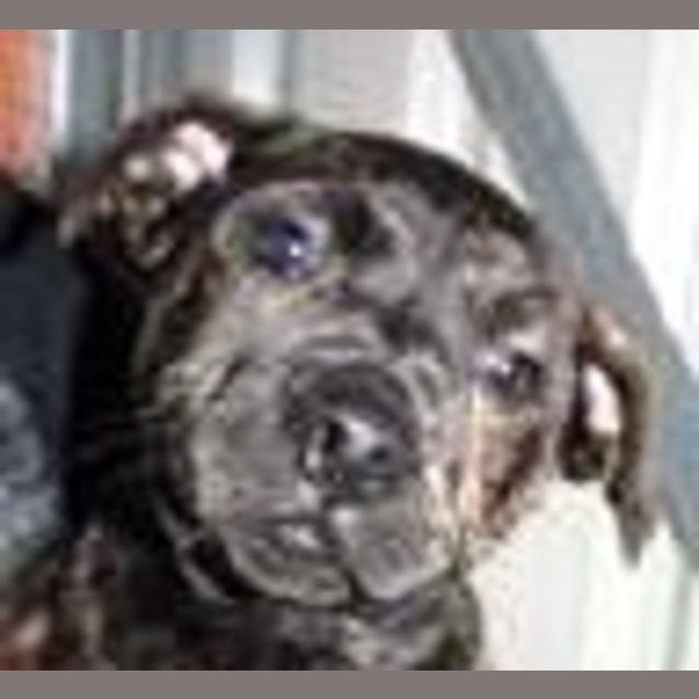 Photo of Alfie (Trialling New Home)