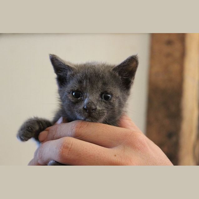 Photo of Kit