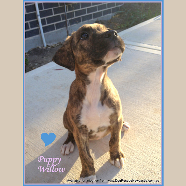 Photo of Puppy Willow (On Hold Pending Adoption 29/9/13)