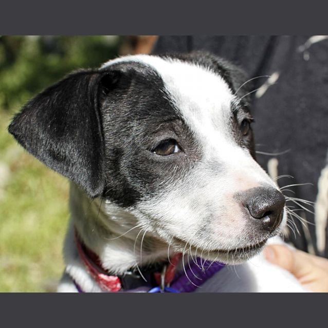 Photo of Puppy Araya (On Trial 6/10/13)