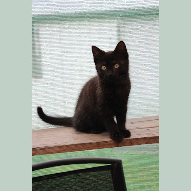 Photo of Goose **2nd Chance Cat Rescue**