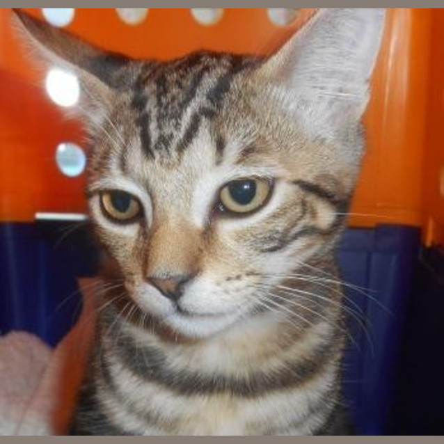 Photo of Sparky