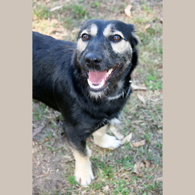 Photo of Basil