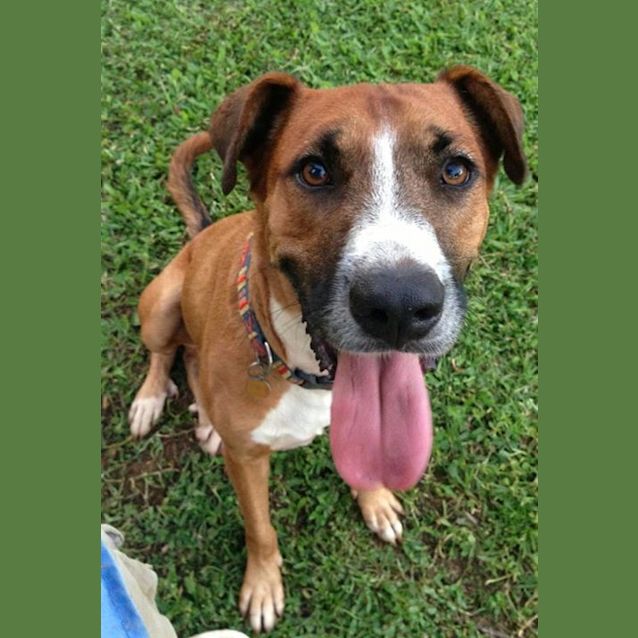 Photo of Scout