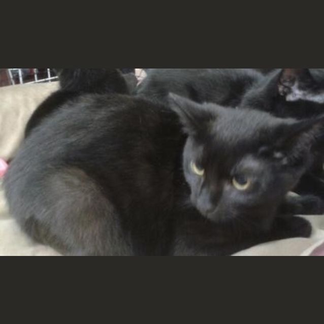 Photo of Velvet