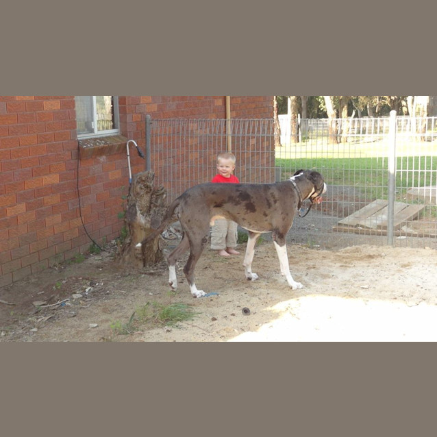 Photo of Dozer