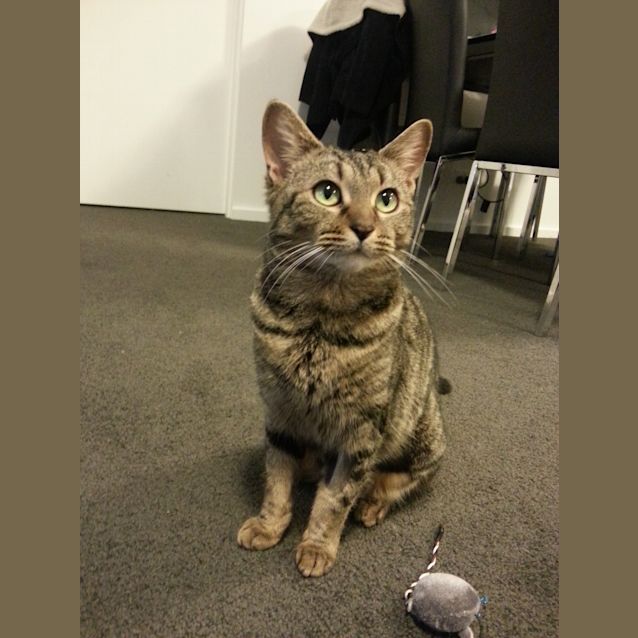 Photo of Peanut