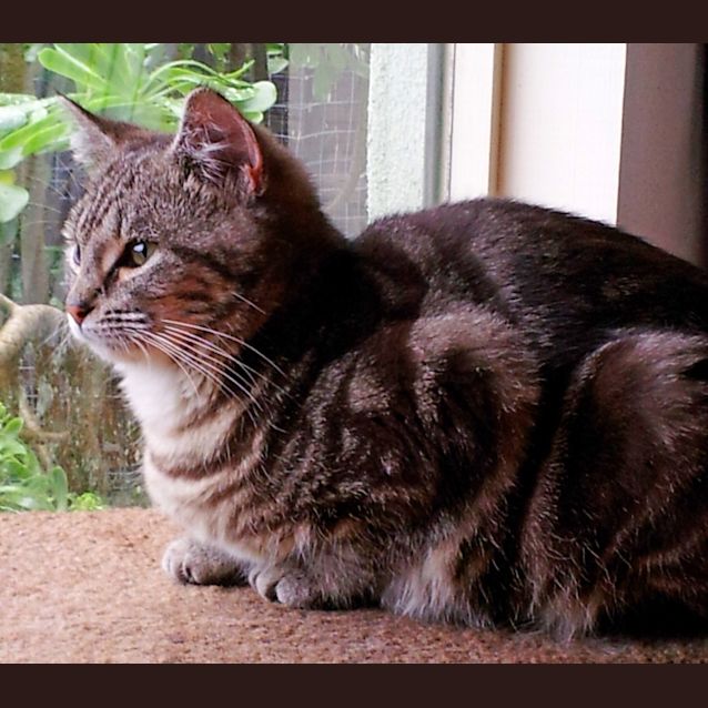 Photo of Blossom