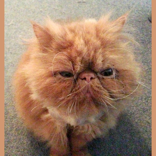 Photo of Fantastic Mr Fox 