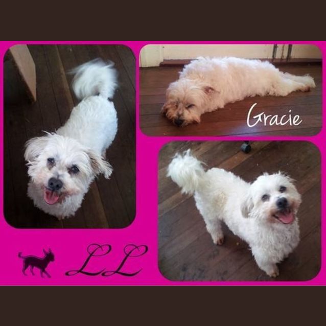 Photo of Gracie 