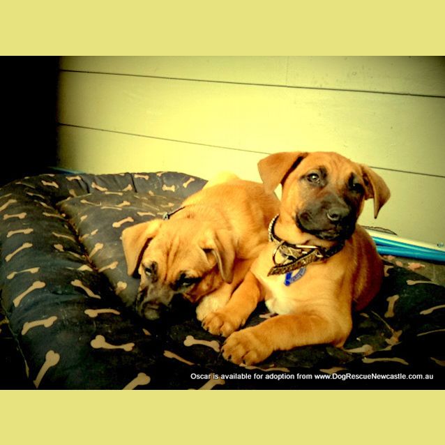 Photo of Puppy Oscar (On Trial 27/9/13)