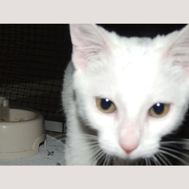 Photo of Tinkerbell