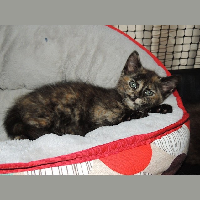 Photo of Luna