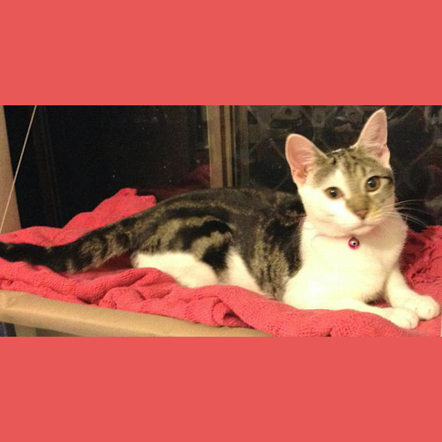 Photo of Ruby & Bella *Dual Adoption