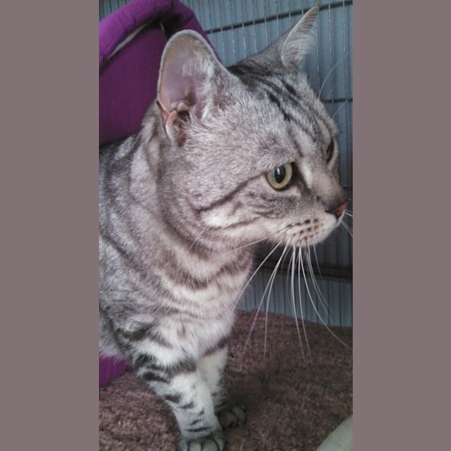 Photo of Cleo
