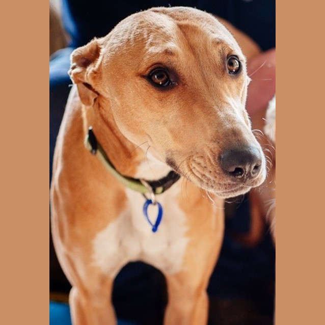 Photo of Boss   (Mr Chilled Out!) 