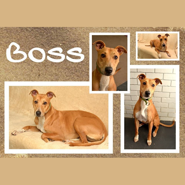 Photo of Boss   (Mr Chilled Out!) 